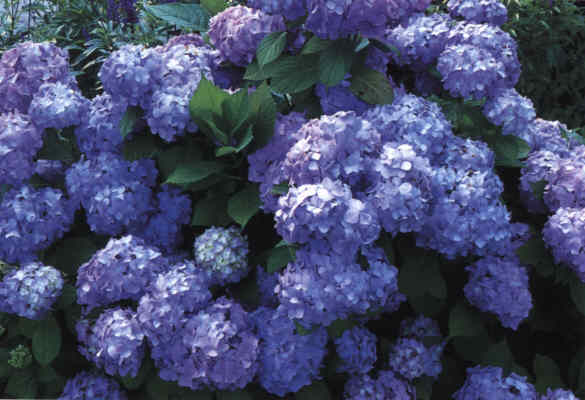 Gem�lde Mohnblume Georgia O�Keefe